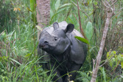 6 - Rhinocéros unicorne indien dans le parc Chitwan